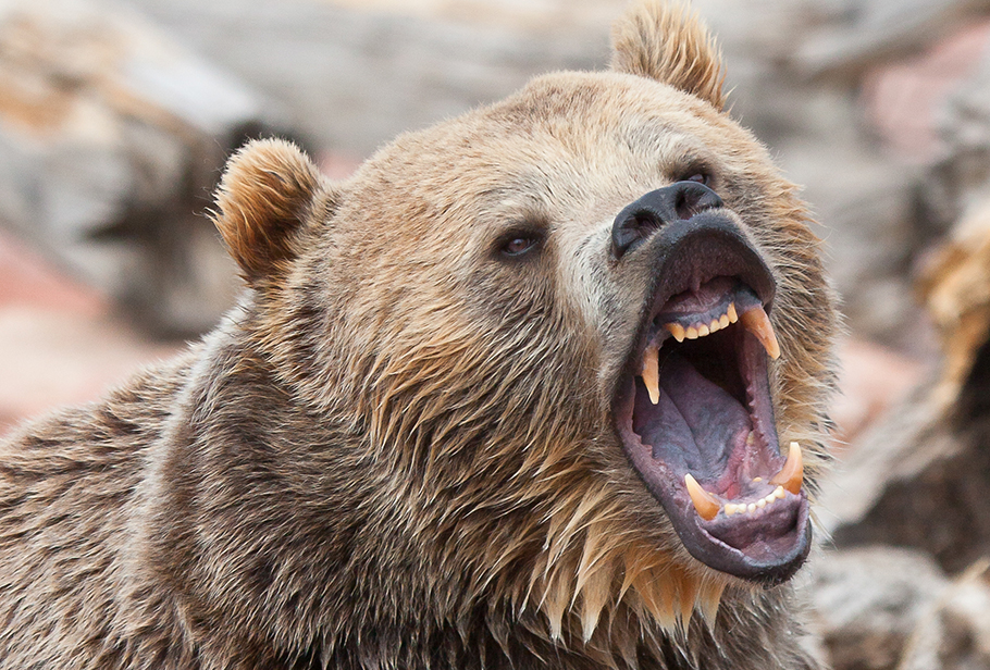 ¿Qué son los predadores?